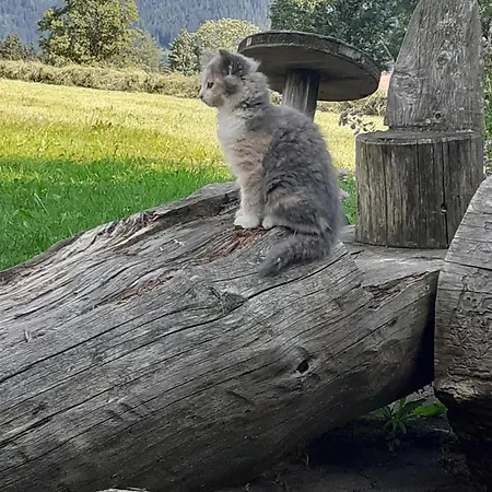 Trillerhof Gasthuis Ramsau am Dachstein