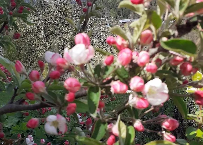 Guest house Trillerhof Ramsau am Dachstein